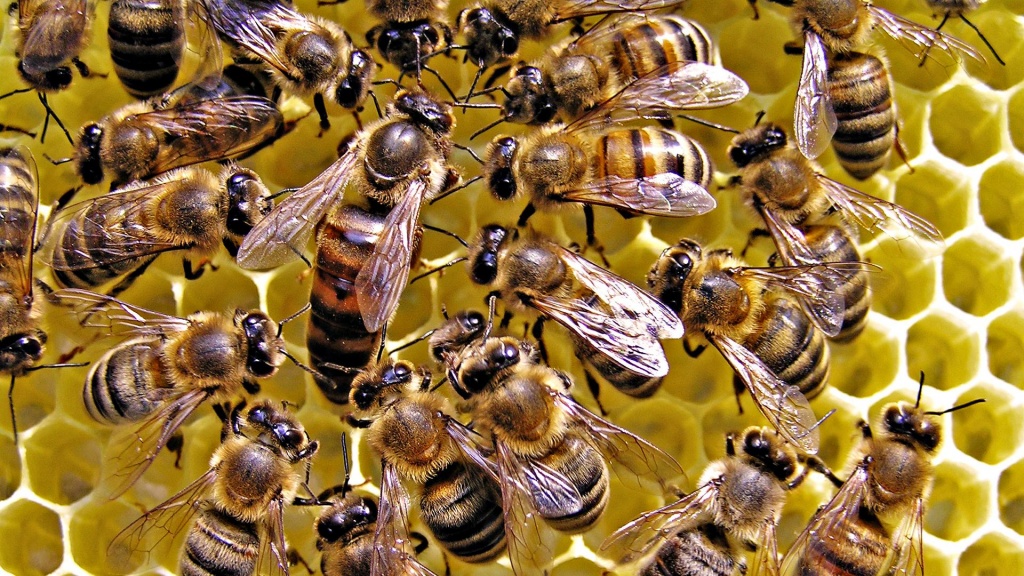 queen-honey-bee-wallpaper-3.jpg
